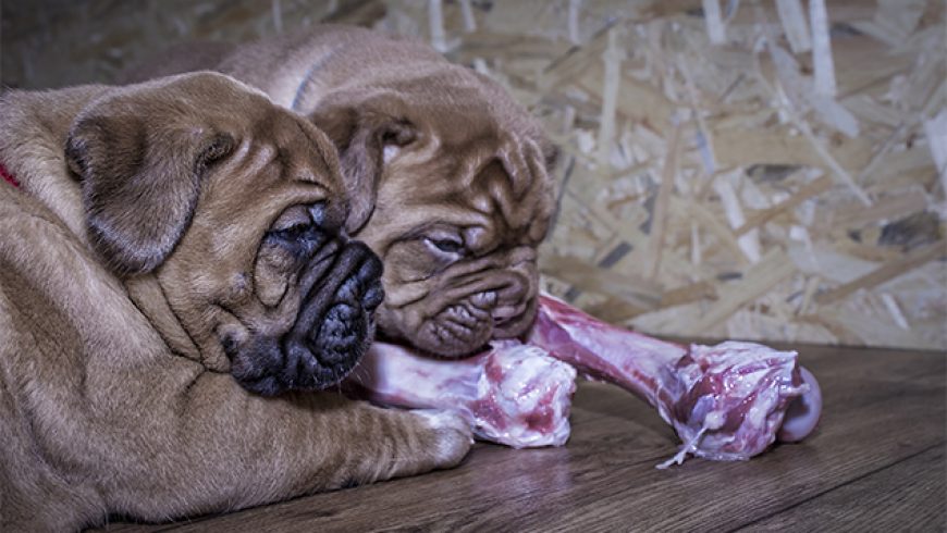 Choosing a raw food diet for puppies and kittens