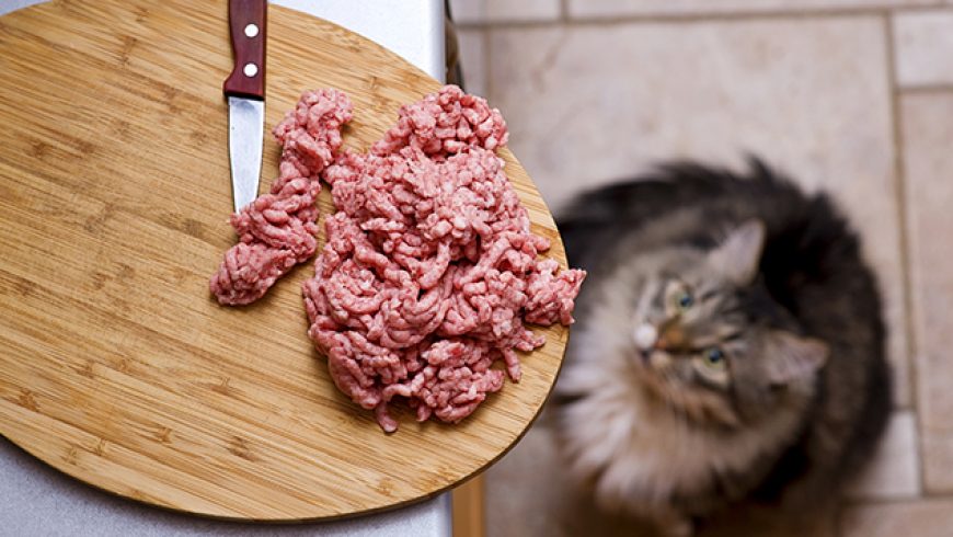 How to transition your dog or cat from kibble and canned to a raw food diet