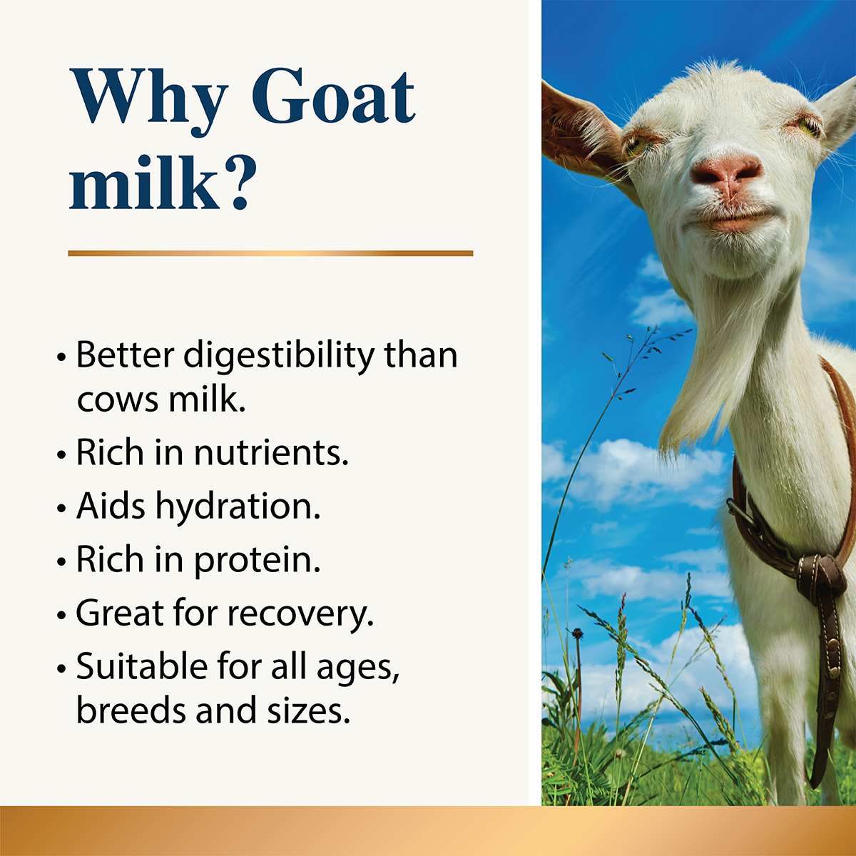 Karnlea Goat mik web images final