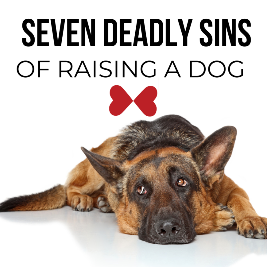 Seven Deadly Sins | Dog Edition